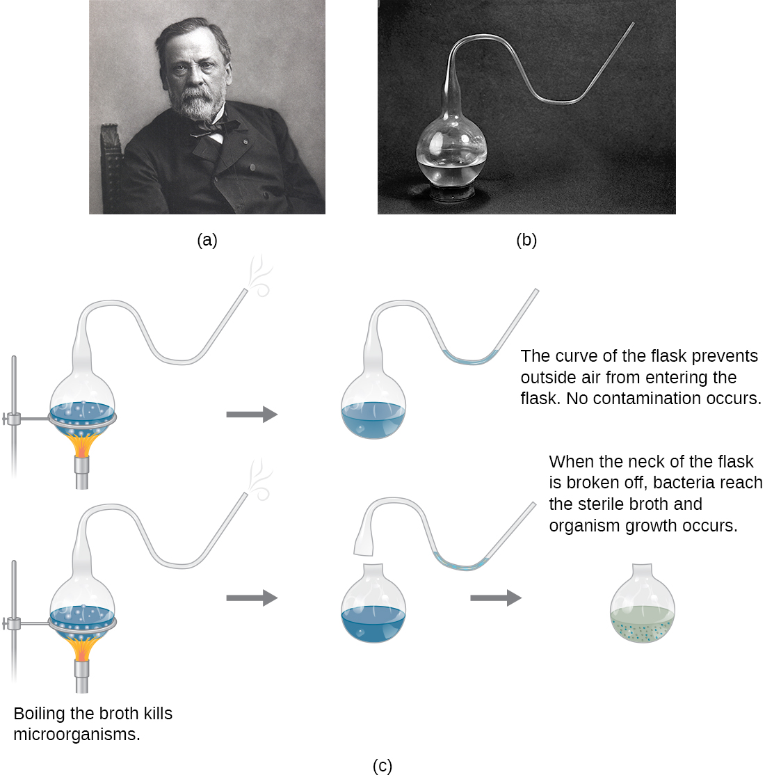 a) Photo of Louis Pasteur b) Photo of Pasteur’s flask – a round flask that is only opened to the outside through a long S-shaped tube. c) A drawing of Pasteur’s experiment. The top diagram shows the swan-neck flask from (b) containing broth that is being boiled to kill microorganisms in the broth. After the boiling process the cooled flask remains sterile because the curve of the flask prevents outside air from entering the flask. So, no contamination occurs. The bottom diagram shows the same flask being boiled. Next, the swan-neck is removed and the flask is opened to the environment. When the neck of the flask is broken off, bacteria reach the sterile broth and organism growth occurs. This is seen as cloudiness in the broth.