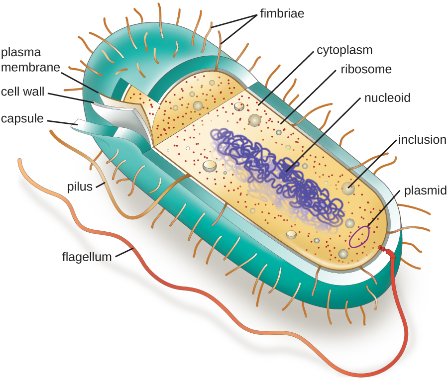 A diagram of a rod-shaped prokaryotic cell. The thick outer layer is called the capsule, inside of that is a thinner cell wall and inside of that is an even thinner plasma membrane. Inside of the plasma membrane is a fluid called the cytoplasm, little dots called ribosomes, small spheres called inclusions, a small loop of DNA called a plasmid, and a large folded loo of DNA called the nucleoid. Long projections start at the plasma membrane and extend out of the capsule; these are called flagella (singular: flagellum). A shorter projection is labeled pilus. And many very short projections are labeled fimbriae.
