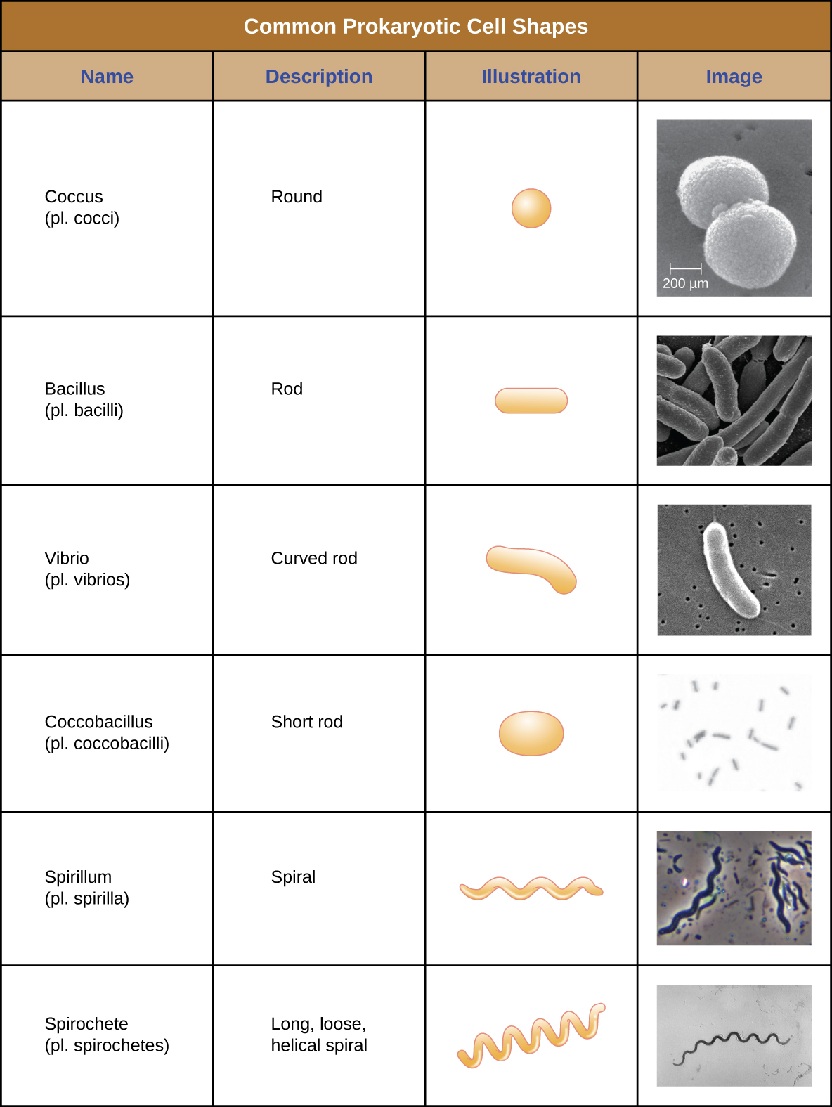 Common Prokaryotic Cell Shapes. The term Coccus (plural: cocci) is the name given to round, spherical shapes. The term bacillus (plural: bacilli) is the name given to rod shaped cells. These cells are shaped like long rounded rectangles. The term vibrio (plural vibrios) is the name given to curved rods, these cells have a shape like a long comma. The term coccobacillus (plural coccobacilli) is the name for short rods; these cells look like ovals. The term spirillum (plural spirilla) is the name for long spiral cells; these look like cork screws. The term spirochete (plural spirochetes) is the name for long, loose helical spiral shaped cells. These look similar to the spirillum but are more floppy.