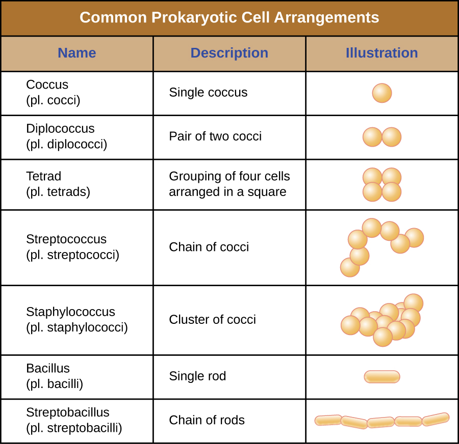 Common prokaryotic cell arrangments. The term Coccus (plural cocci) is the name for a single coccus (a single round cell). The term diplococcus (plural diplococci) is the name for a pair of two cocci (two spheres attached together). The term tetrad (plural tetrads) is the name for a grouping of four cells arranged in a square. The term streptococcus (plural streptococci) is the name for a chain of cocci; the spheres are connected into a long chain. The term staphylococcus (plural staphylococci) is the name for a cluster of cocci; the spheres are connected into a bundle. The term bacillus (plural bacilli) is the name for a single rod. The term streptobacillus (plural streptobacilli) is the name for a chain of rods; the rectangles are connected into a long chain.