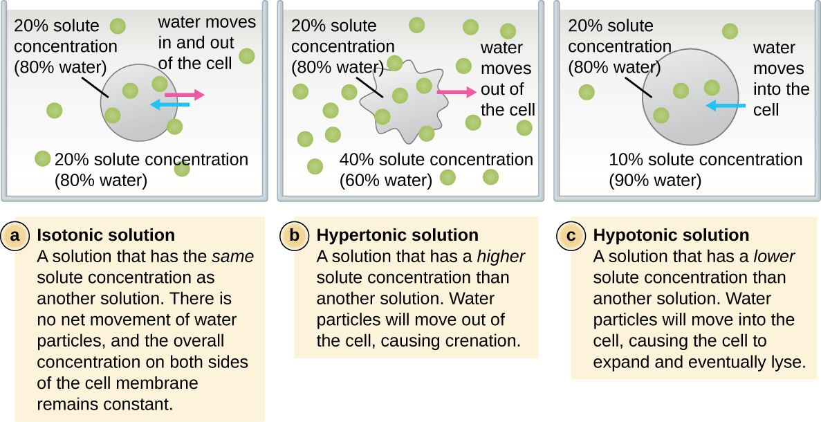 a) An isotonic solution is a solution that has the same solute concentration as another solution. There is no net movement of water particles, and the overall concentration on both sides of the cell membrane remains constant. The image shows a cell with 20% solute (80% water) in a beaker containing 20% solute (80% water). Arrows in and out indicate that water moves both into and out of the cell. b) A hypertonic solution is a solution that has a higher solute concentration than another solution. Water particles will move out of the cell, causing crenation. The cell in this image still has 20% solute concentration (80% water) but the cell is now in a beaker containing 40% solute concentration (60% water). An arrow shows water moving out of the cell and the cell shriveling. C) A hypotonic solution is a solution that has a lower solute concentration than another solution. Water particles will move into the cell, causing the cell to expand and eventually lyse. The cell in this diagram still has 20% solute concentration (80% water) but is now in a beaker containing 10% solute concentration (90% water). An arrow shows water mving into the cell and the cell swelling.