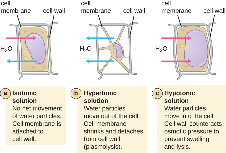 a) In an isotonic solution there is no net movement of water particles. The cell membrane is attached to the cell wall. The drawing shows a rectangular cell; the cell membrane is just inside the cell wall. Arrows indicate that water is moving both in and out. B) In a hypertonic solution water partices move out of the cell. The cell membrane shrinks and detaches from the cell wall (plasmolysis). The diagram shows a cell that has shriveled. Points of the cell membrane are still attached to the cell wall but most of the cell membrane has pulled away from the cell wall resulting in a star-shaped cell. Arrows show water leaving the cell. In a hypertonic solution water particles move into the cell. The cell wall counteracts osmotic pressure to prevent swelling and lysing. The image shows the same rectangular cell as in the isotonic solution except that the cell and cell wall are bulging outwards a bit. Arrows show water entering the cell.