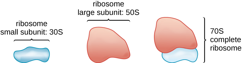 A drawing showing that the complete ribosome is made of a small subunit and a large subunit. The small subunit is about half the size of the large one. The small subunit has a size of 30S, the large subunit has a size of 50S and the complete ribosome (containing both the small and large subunit) has a size of 70S.