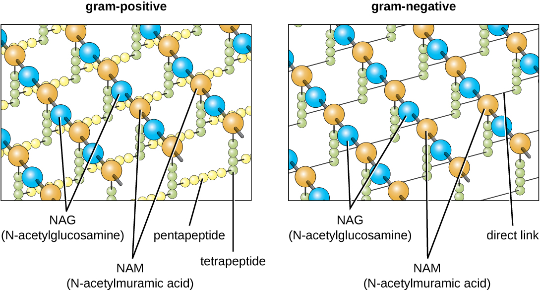 The diagram of the gram-positive cell wall shows alternative NAG (N-acetylglucosamine) and NAM (N-acetylmuramic acid) in a chain; these are shown as alternative red and blue spheres. The chains or red and blue spheres are connected to other chains with smaller yellow spheres in a chain labeled pentapeptide and smaller green spheres labeled tetrapeptide. Each NAG in the chain is connected to the NAG in the chains next to it by both a tetrapeptide connected to a pentapeptide. The diagram of the gram-negative cell wall has the same NAG and NAM chains. But this time they are linked with a kirect line to the chains next to them.