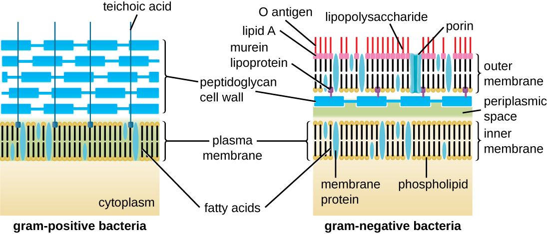 El diagrama de la pared celular bacteriana grampositiva muestra una membrana plasmática en la parte superior del citoplasma. La pared celular se muestra como una gruesa capa de peptidoglicanos conectados a la membrana plasmática por ácidos techoicos. La pared celular gramnegativa también tiene una membrana plasmática en la parte superior del citoplasma. En la parte superior de la membrana plasmática hay un espacio periplásmico delgado. Encima de eso hay una delgada pared celular de peptidoglicano. Encima de eso hay una membrana externa que contiene lipoproteínas de mureína que conectan la membrana externa con la pared celular de peptidoglicanos. Los antígenos del lípido A, O y los lipopolisacáridos se asientan en la parte superior de la membrana externa. Las proínas son tubos que conectan el exterior de la membrana externa con la región de la pared celular del peptidoglicano.