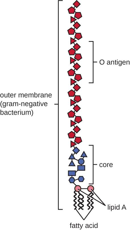 A diagram of the outer membrane of gram-negative bacteria. At the top of the diagram is a long chain of structures labeled O antigen. Below that is a shorter chain labeled core. Below that are two spheres labeled lipid A. Attached to the lipid A are squiggly tails labeled fatty acids.