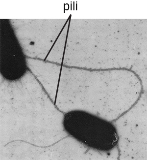 A micrograph of two cells connected by two long strings labeled pilli.