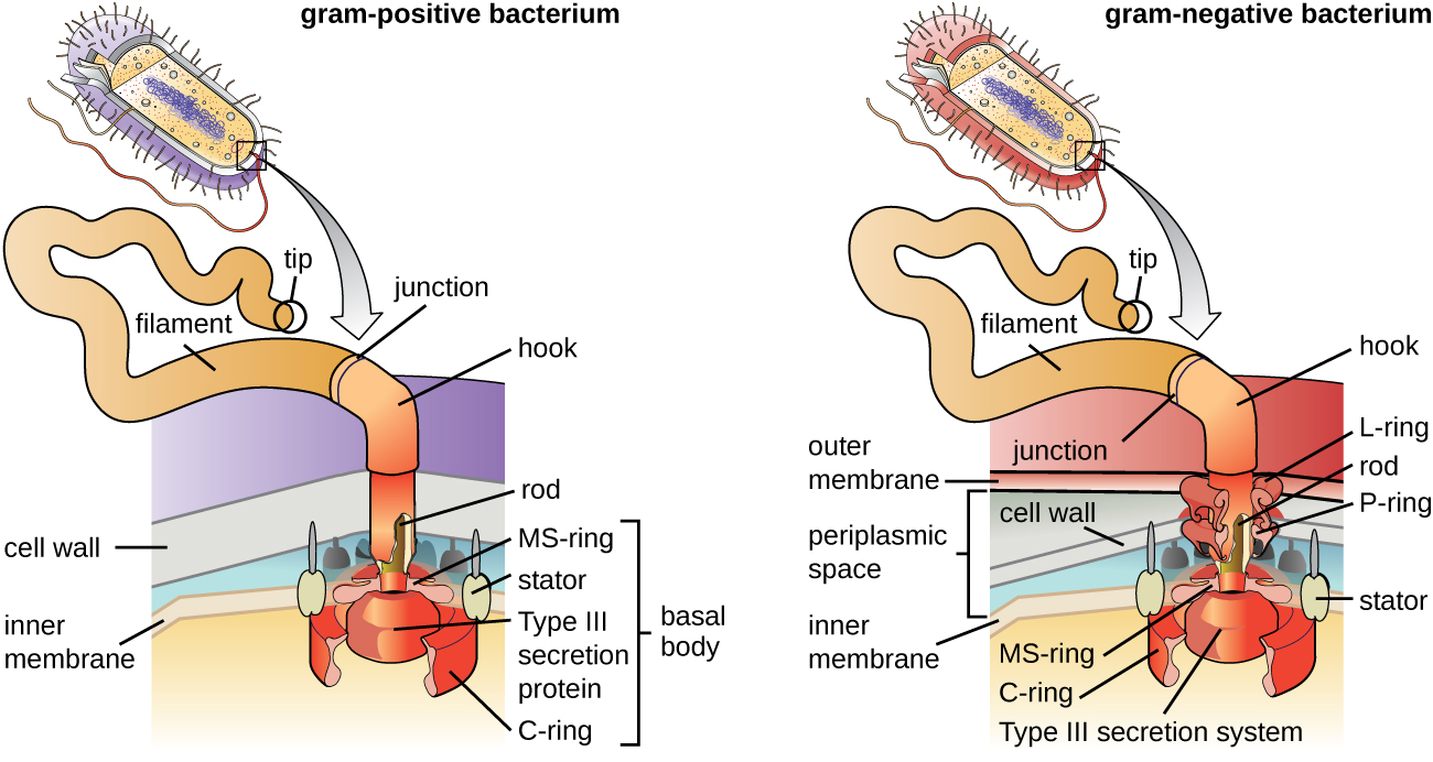 A diagram showing the attachment point of flagella in gram-positive and gram-negative bacteria. The gram-positive diagram shows the filament on the outside of the cell wall; a bent elbow labeled hook connects the filament to the cell wall. A thin line between the filament and hook is labeled junction. The hook connects to a rod which connects to a basal body in the inner membrane. The basal body is a complex structure with a C-ring on the bottom. In the center of this ring is a sphere labeled type III secretion protein. Outside of this are oval structures labeled stator. On top of the secretion protein is a ring labeled MS-ring. The gram-negative flagellum is similar. There is a filament attached to a  junction attached to hook. In the outer membrane is a ring labeled L-ring that connects to a rod in the periplasmic space. A P-ring sits in the cell wall. In the inner membrane is the C-ring, type III secretion system, MS ring and stator.