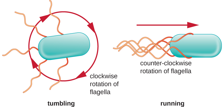 A diagram showing the run and tumble of bacterial motion. The tumble is when a clockwise rotation of flagella cause the bacterial cell to tumble about. The run is when a counter-clockwise rotation of the flagella cause the bacterial cell to move in a linear direction.