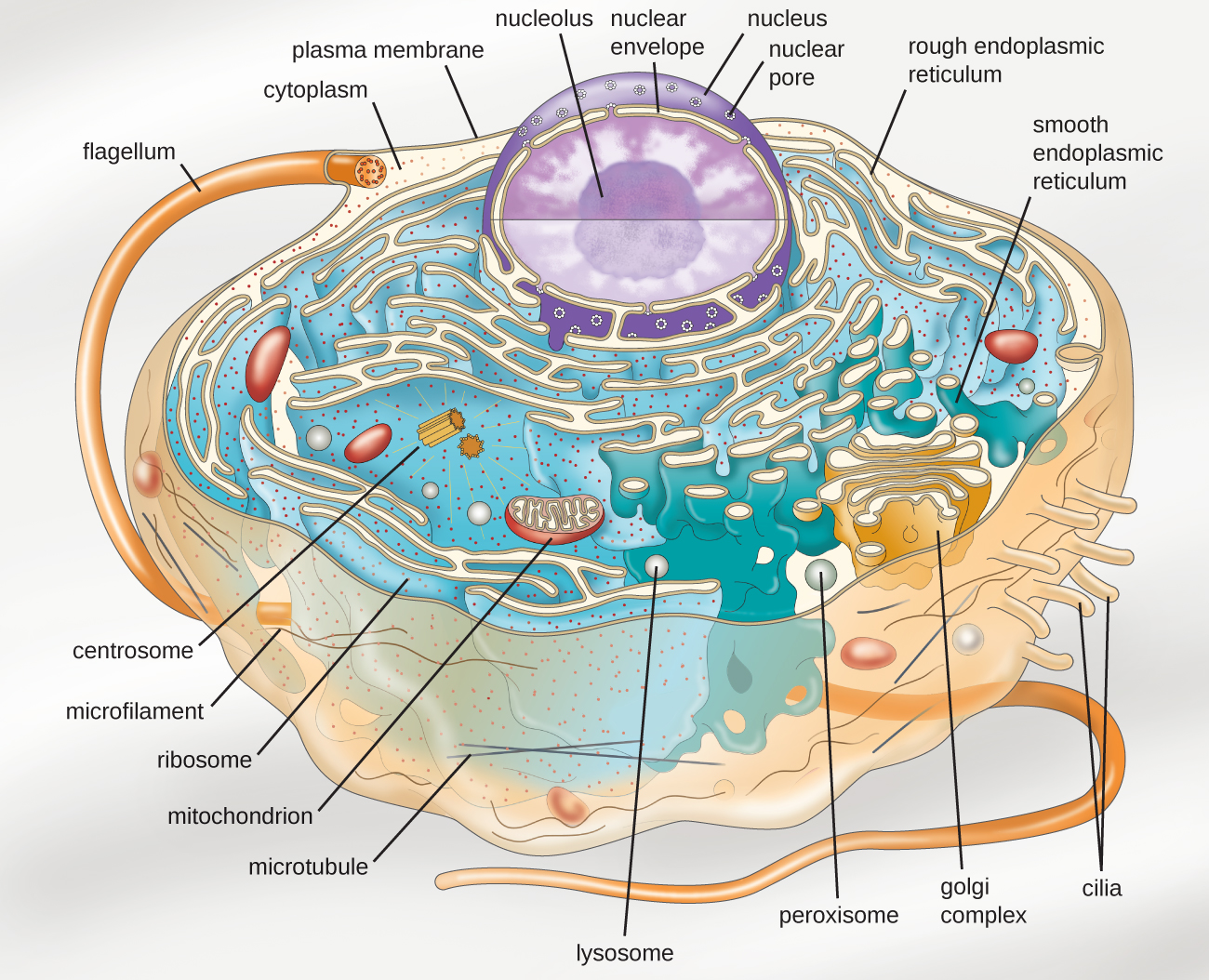 A diagram of a large cell. The outside of the cell is a thin line labeled plasma membrane. A long projection outside of the plasma membrane is labeled flagellum. Shorter projections outside the membrane are labeled cilia. Just under the plasma membrane are lines labeled microtubules and microfilaments. The fluid inside the plasma membrane is labeled cytoplasm. In the cytoplasm are small dots labeled ribosomes. These dots are  either floating in the cytoplasm or attached to a webbed membrane labeled rough endoplasmic reticulum. Some regions of the webbed membrane do not have dots; these regions of the membrane are called smooth endoplasmic reticulum. Other structures in the cytoplasm include an oval with a webbed line inside of it; this is labeled the mitochondrion. Spheres in the cytoplasm are labeled peroxisome and lysosome. A pancake stack of membranes is labeled golgi complex. Two short tubes are labeled centrosomes. A large sphere in the cell is labeled nucleus. The outer membrane of this sphere is the nuclear envelope. Holes in the nuclear envelope are called nuclear pores. A smaller sphere in the nucleus is labeled nucleolus.