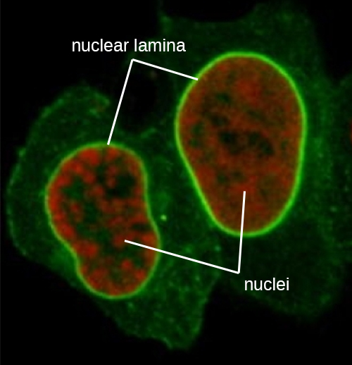 Micrografía que muestra una célula ovalada con un gran núcleo ovalado. El núcleo es rojo con un contorno verde brillante etiquetado como lámina nuclear. Las líneas verdes cruzan el resto de la célula fuera del núcleo.
