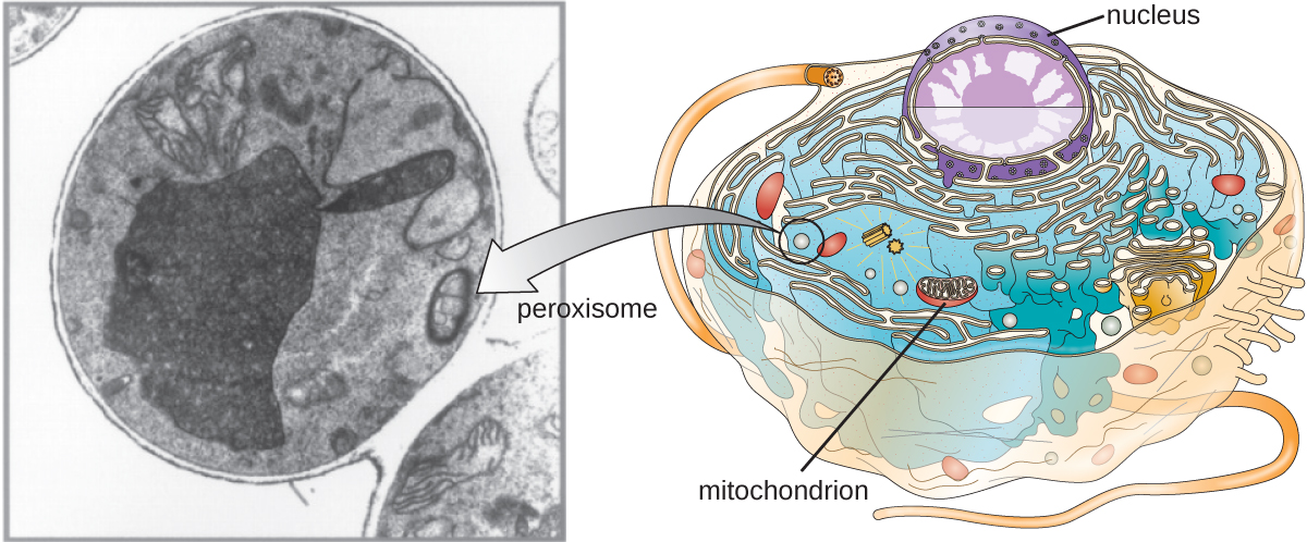 Un diagrama de la célula describe los peroxisomas que son pequeñas esferas en la célula. Una micrografía muestra un primer plano del peroxisoma que es una esfera dentro de la célula.