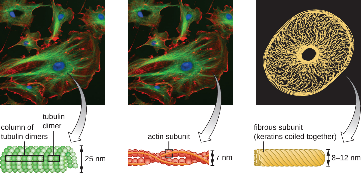 A micrograph shows many lines emminating from the nucleus and extending throughout the cell. These are shown in diagram form as small spheres forming the outside of a long tube. Each pair of spheres is a tubulin dimer and columns of these dimers can be seen on the outside of the large tube they form. The diameter of the tube is 25 &micro;m. The same micrograph shows lines throughout the cell; these are drawn as spheres forming a braided structures (a double helix). The diameter of the helix is 7 nm. The spheres are labeled actin subunit. Another micrograph shows many lines forming a webbing in the cell. These are drawn as a rope; each strand of the rope is labeled fibrous subunit (keratins coiled together). The diameter of the rope is 8 &ndash; 12 nm.