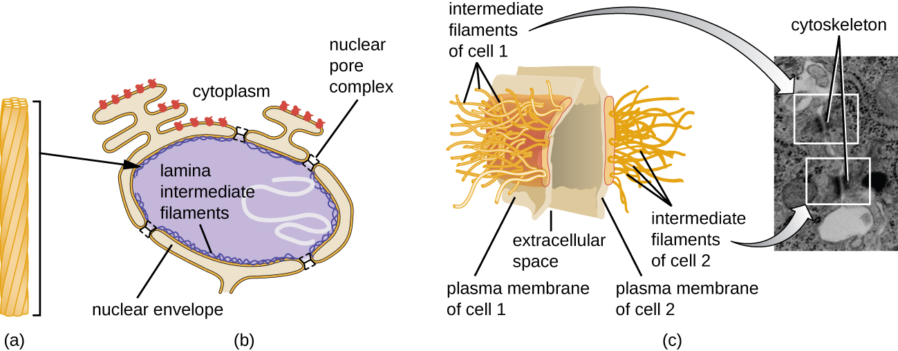 a) Los filamentos intermedios se muestran como una estructura similar a una cuerda. B) Estos se encuentran en la lámina nuclear (filamentos intermedios de lámina) que se encuentran justo debajo de la envoltura nuclear. C) Los filamentos intermedios también se encuentran en los desmosomas. Los desmosomas son conexiones entre dos células (que se muestran aquí como dos pequeñas regiones de membranas plasmáticas una al lado de la otra. Los filamentos intermedios conectan estas dos membranas entre sí a través del espacio extracelular. Una micrografía los muestra como líneas oscuras que atraviesan las membranas entre dos células.