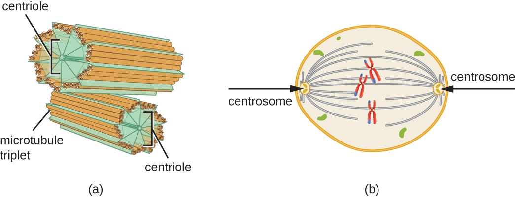 a) Centrosomes are shown as short tubes. The outside of these tubes is made of 9 sets of microtubule triplets. These sets are held together by lines labeled centrioles. B) Centrosomes are shown on the two poles of a cell. Lines connect the centrosomes to chromosomes in the center of the cell.