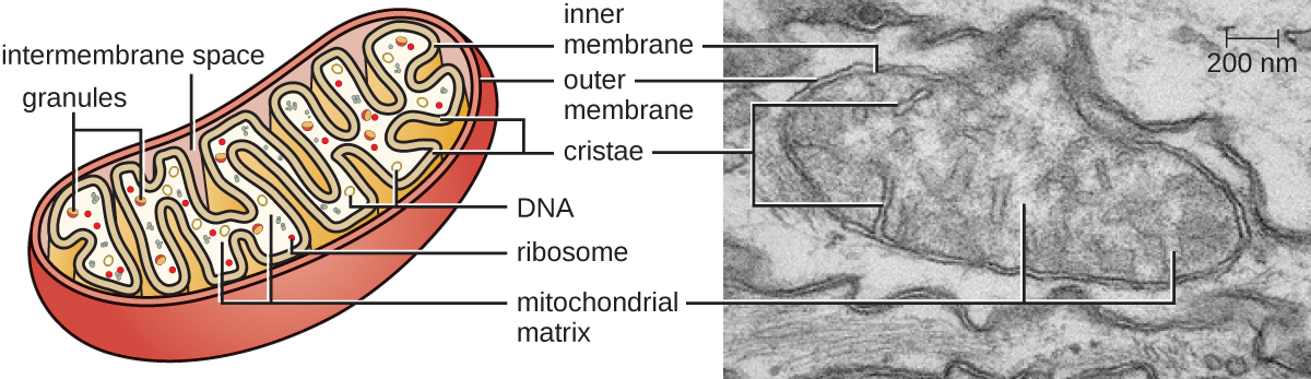 The mitochondria is shown as a long oval structure. The outside of the structure is an outer membrane. Inside of that is an inner membrane that folds back and forth filling most of the inner part of the mitochondrion. The folds of the inner membrane are labeled cristae and the fluid inside the inner membrane is the mitochondrial matrix. The space between the inner and outer membranes is the inner membrane space. Inside the mitochondrial matrix are found DNA, ribosomes and granules.