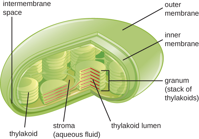 The cholorplast is shown as an oval structure with an outer membrane. The inner membrane folds into pancake like stacks called grana (stacks of thylakoids). One individual stack from the grana is called a thylakoid. The space inside the thylakoid is called the thylakoid lumen. The aqueous fluid outside the thylakoids but inside the inner membrane is the stroma. The space between the inner and outer membranes is the intermembrane space.