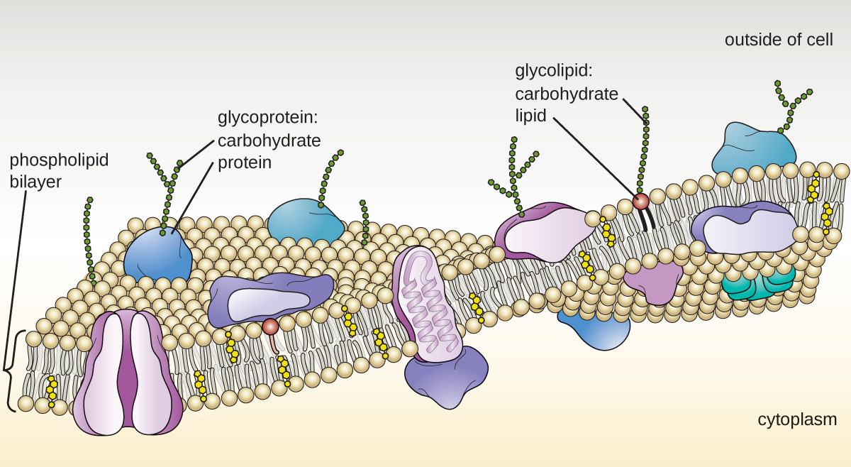 A drawing of the plasma membrane. The top of the diagram is labeled outside of cell, the bottom is labeled cytoplasm. Separating these two regions is the membrane which is made of mostly a phospholipid bilayer. Each phospholipid is drawn as a sphere with 2 tails. There are two layers of phospholipids making up the bilayer; each phospholipid layer has the sphere towards the outside of the bilayer and the two tails towards the inside of the bilayer. Embedded within the phospholipid bilayer are a variety of large proteins. Glycolipids have long carbohydrate chains (shown as a chain of hexagons) attached to a single phospholipid; the carbohydrates are always on the outside of the membrane. Glycoproteins have a long carbohydrate chain attached to a protein; the carbohydrates are on the outside of the membrane. The cytoskeleton is shown as a thin layer of line just under the inside of the phospholipid bilayer.