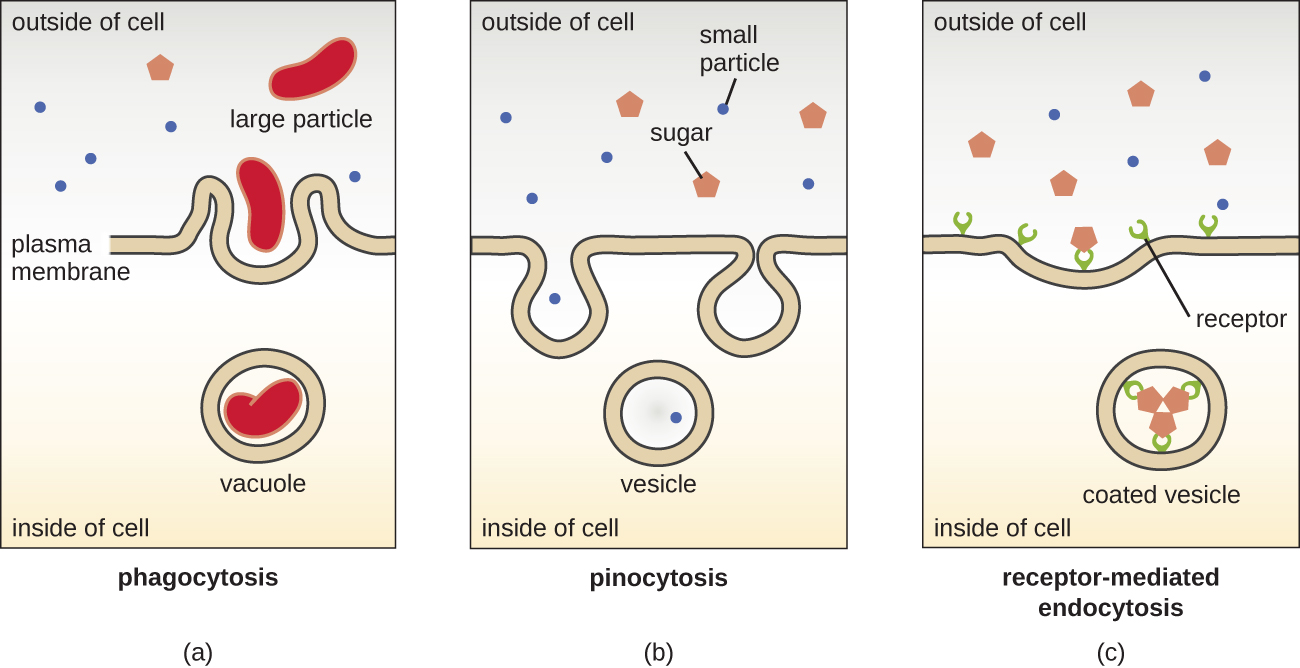 a) Fagocitosis. Una partícula grande fuera de la célula es engullida por un plegamiento de la membrana plasmática. Este plegamiento continúa hasta que la partícula grande se envuelve completamente en una vacuola y se introduce en la célula. b) Pinocitosis. Se toman pequeñas partículas a través de las entradas de la membrana. La membrana se pliega para formar una vesícula que lleva las partículas pequeñas al interior de la célula. Endocitosis mediada por receptores. Las partículas como los azúcares se unen a los receptores en la membrana. Luego, la membrana se pliega hacia adentro para formar una vesícula recubierta. Dentro de esta vesícula se encuentran los receptores aún unidos al azúcar.