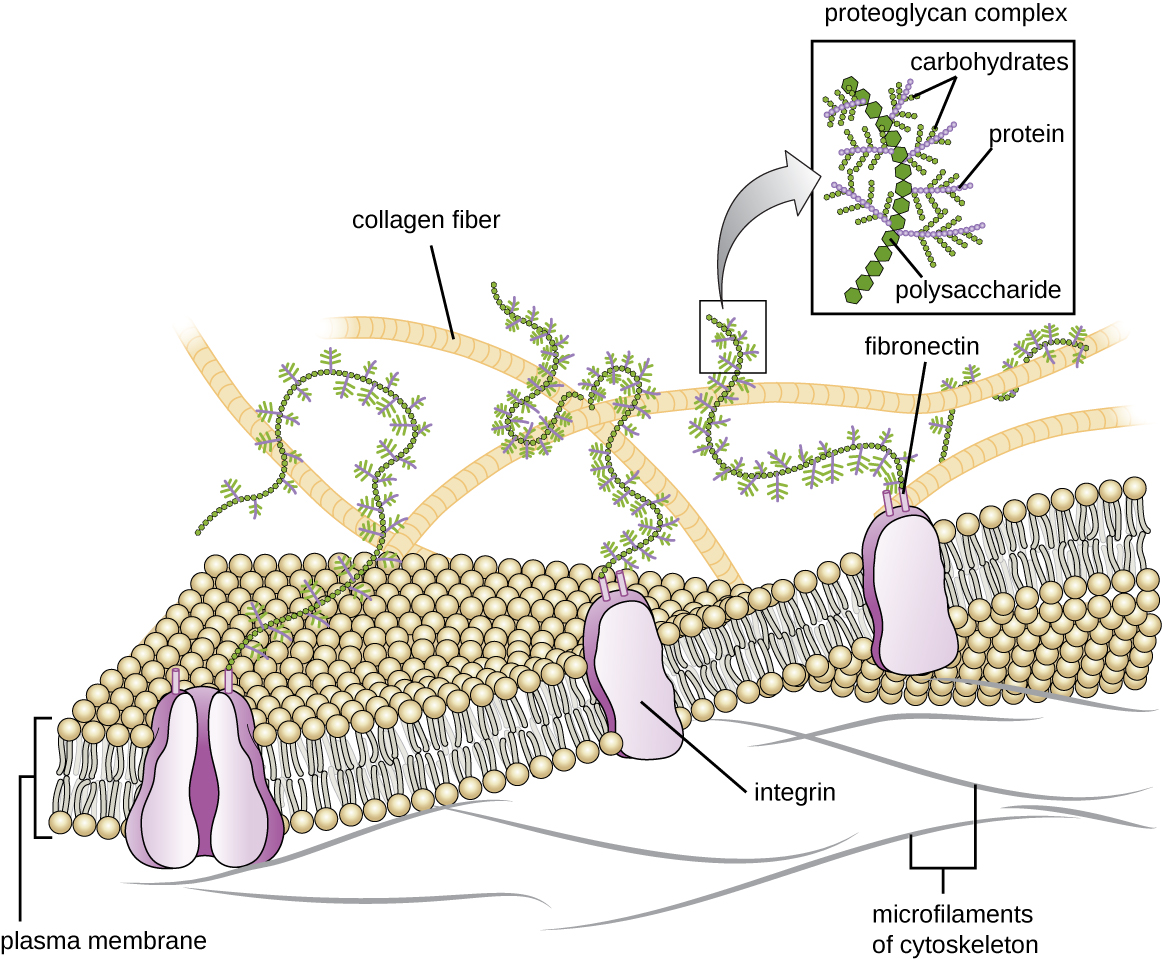 A drawing of the plasma membrane with proteins shown in the membrane. One of these proteins is labeled integrin. Attached to this and other proteins are long strands made of a chain of hexagons labeled polysaccharides. Branches off this chain of hexagons are labeled proteins and branches of the proteins are labeled carbohydrates. These proteoglycan complexes (made of polysaccharides, proteins, and carbohydrates) are attached to proteins in the membranes via fibronectins. Larger chains on the outside of the membrane are not visibly attached to the membrane and are labeled collagen fibers. Smaller chains on the inside surface of the membrane are labeled microfilaments of cytoskeleton.