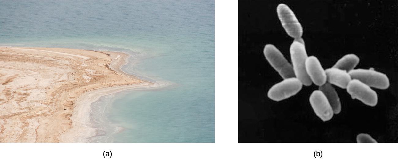 a) Una foto de agua azul y arena roja. B) Una micrografía de un racimo de celdas en forma de bastón.