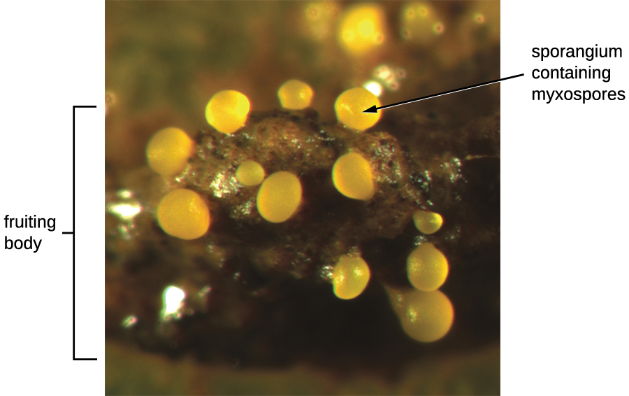 An image of a round structure labeled fruiting body. Smaller spheres on this structure are labeled sporangium containing myxospores.