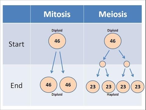 Thumbnail for the embedded element "Mitosis vs Meiosis"