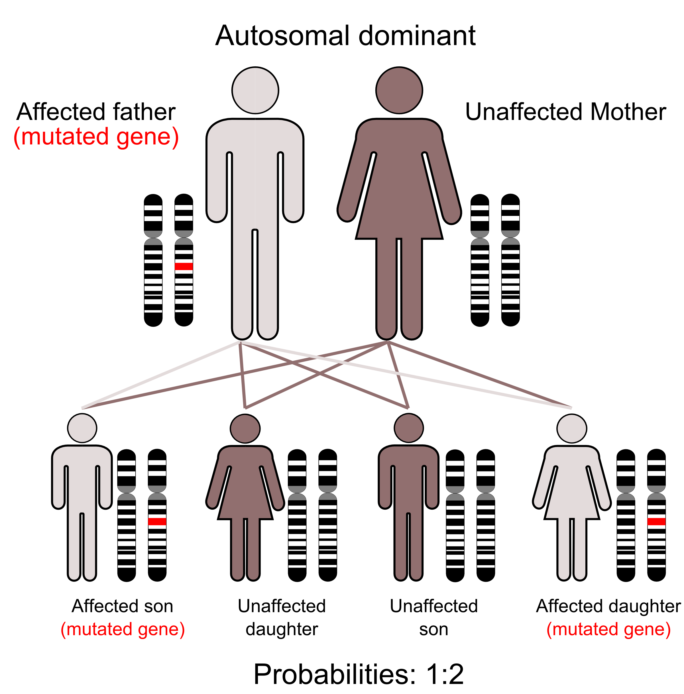 Image of affected man and unaffected woman and their ratios of affected and unaffected offspring