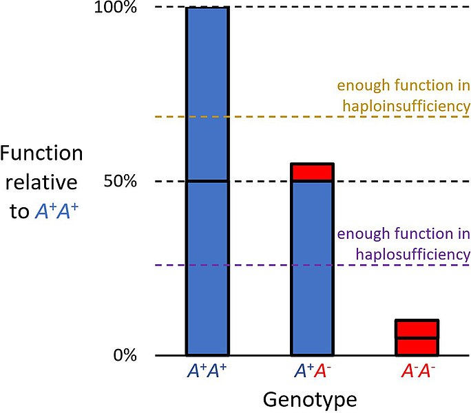 Bar graph showing quantitative gene products depending on genotype