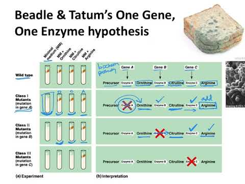 Thumbnail for the embedded element "BIOL183: Beadle & Tatum's One-Gene-One-Enzyme hypothesis"