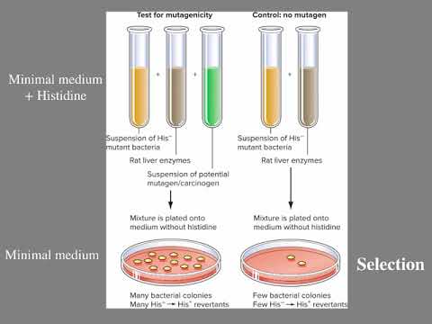 Thumbnail for the embedded element "Genetic Systems for Detecting Mutation"