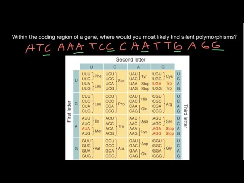 Thumbnail for the embedded element "Silent (synonymous) mutations of a gene explained"