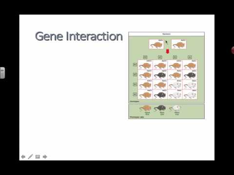 Thumbnail for the embedded element "Gene Interaction (2016) IB Biology"