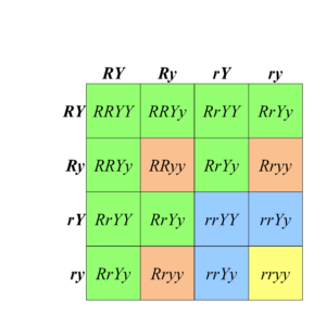 8.2: Recall - Mendelian Dihybrid Crosses - Biology LibreTexts