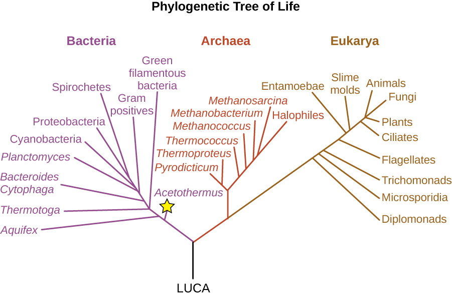 Diagrama de un árbol filogenético. En la base está la etiqueta LUCA Esto se ramifica en dos ramas. La rama de la izquierda es la bacteria, la rama a la derecha se ramifica nuevamente para formar las arqueas y Eukarya. La rama más baja de la bacteria es el acetotermo (el cual es estrellado). Ramas superiores que incluyen (de abajo hacia arriba): aquifex, termotoga, bacterias filamentosas verdes, bacteroides, citofaga, planctomyces, gram positivos, cianobacterias, porteiobacterias y espiroquetas. Ramas de la arcaea de abajo hacia arriba: pyrodicticum, thermoproteus, Thermococcus, methanococcus, methanococcus, methanococcus, methobacterium, methosarcina y halophies. Ramas del Eukarya de abajo hacia arriba: diplomonadas, microsporidios, tricomonas, flagelados, entamoebae, mohos de limo, ciliados, plantas, animales y hongos.