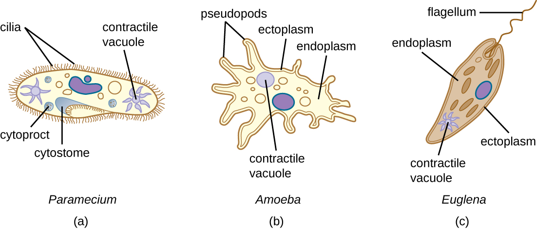 a) Paramecium cell with short strands on the outside labeled cilia. An indent in the outer layer is labeled cytostome. A sphere inside the cell at the base of the cytostome is labeled cytoproct. A star shaped structure inside the cell is labeled contractile vacuole. B) Amoeba cell with projections on the outside labeled pseudopods. The outer layer of the cell is labeled ectoplasm and the inner layer is labeled endoplasm. A sphere inside the cell is labeled contractile vacuole. C) Euglena with a single long flagellum on the outside. The outer layer of the cell is labeled etoplasm, the inner layer is labeled endoplasm. A star shaped structure is labeled contractile vacuole.