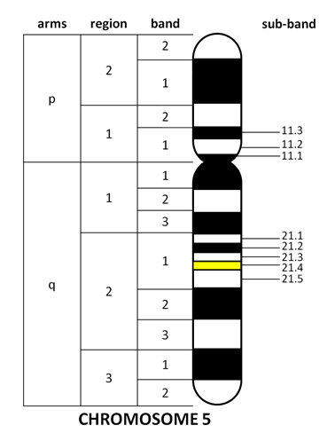 A black and white image of a fictional chromosome and its regions and bands, along with p and q arms.