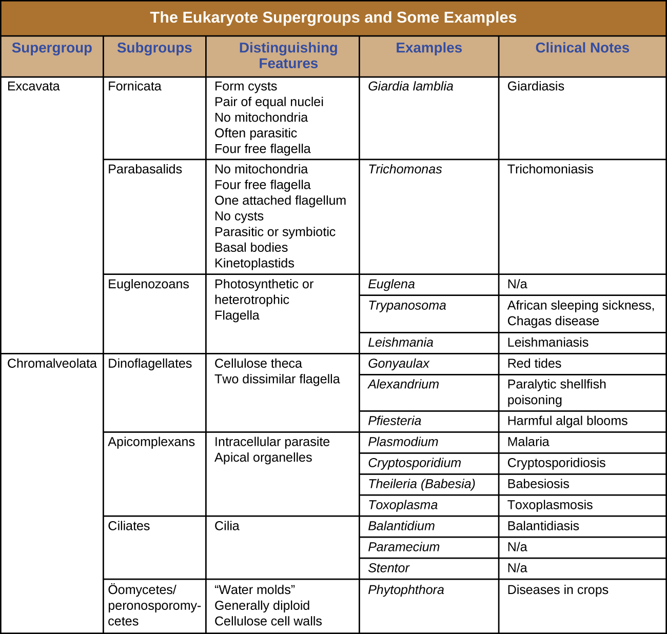 Table titled: the eukaryote supergroups and some example species. There are 5 columns in the table: supergroup, subgroup, distinguishing features, examples and clinical notes. Supergroup Exacavata is divided into 3 subgroups: fornicate, parabasalids, euglenozoans. Fornicata have the following distinguishing features: form cysts, pair of equal nuclei, no mitochondria, often parasitic, four free flagella. An example is giardia lamblia which causes giardiasis. Parabasalids have the following distinguishing features: no mitochondria, four free flagella, one attached flagellum, no cysts, parasitic or symbiotic, basal bodies, kinetoplastids. An example is Trichomonas which causes trichomoniasis. Euglenozoans have the following distinguishing features: photosynthetic or heterotrophic, flagella. Examples include: Euglena which does not cause disease, Trypanosoma which causes African sleeping sickness and Chagas disease, Leishmanial which causes leishmaniasis. The supergroup Chromalveolata is divided into 4 subgroups: dinoflagellates, apicomplexans, ciliates, and oomyctes/peronosporomycetes. Dinoflagellates have the following distinguishing features: cellulose theca and two dissimilar flagella. Examples include Gonyaulax which causes red tides, Alexandrium which causes paralytic shellfish poisoning, and Pfiesteria which causes harmful algal blooms. Apicomplexans have the following distinguishing features: intracellular parasite and apical organelles. Examples include Plasmodium which causes malaria, Cryptosporidium which causes cryptosporidiosis, Theileria (Babesia) which causes babeiosis, and Toxoplasma which causes Tosoplasmosis. Ciliates have the characteristic of cilia. Examples include Balantidium which causes Balantidiasis. Paramecium and Stentor which do not cause diseas. Oomycetes / peronosporomycetes have the following distinguishing features: water molds, generally diploid, cellulose cell wall. An example is Phytophthora which causes diseases in crops.