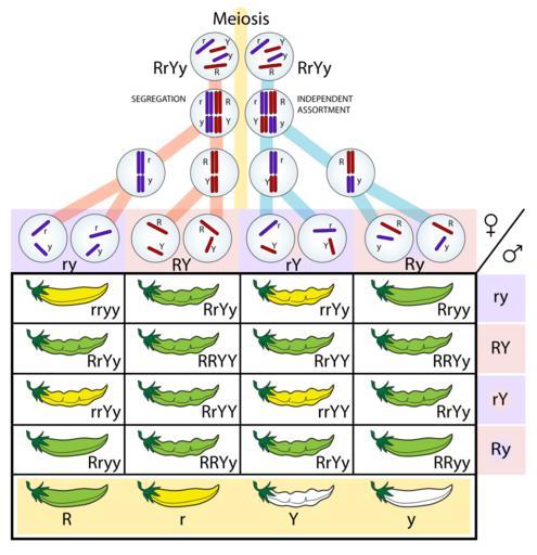 A dihybrid cross showing 16 offspring in F2 generation resulting from segregation and independent assortment