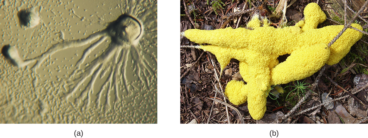 a) A circular dome with long branches emanating outward. B) A yellow structure that looks like foam on a branch. 