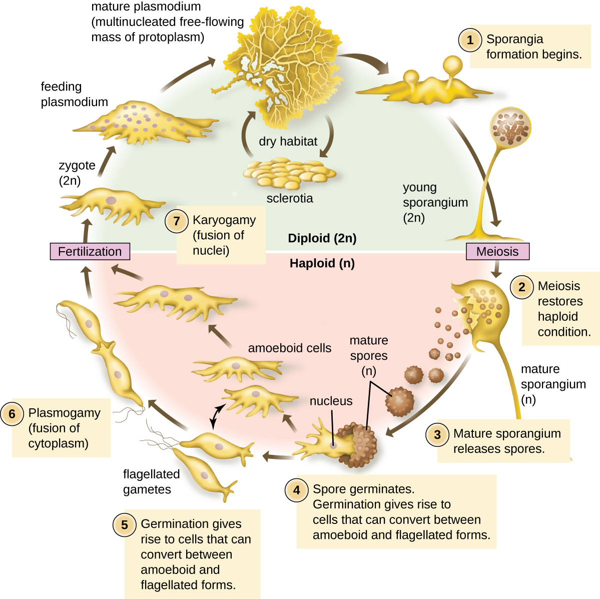 Life cycle of a plasmodial slime mold