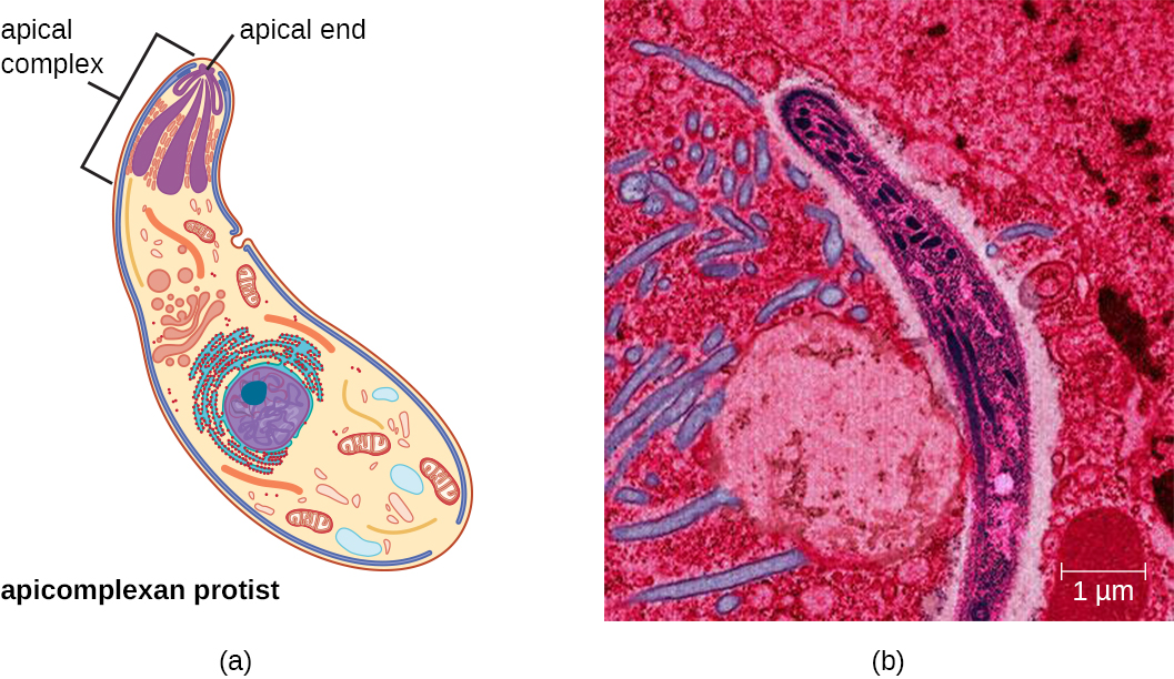 a) A diagram of an apicomlexan protist. The cell is a long oval with an apical complex at the apical end. B) A micrograph of the protist showing a long oval.