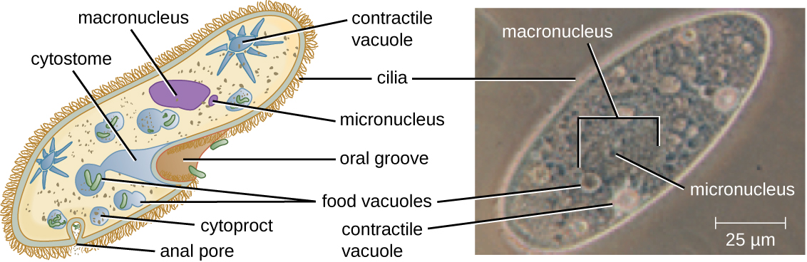 Paramecium cell with short strands on the outside labeled cilia. An indent in the outer layer is labeled cytostome. The outside edge of the cytostome is an indent in the cell labeled oral groove. A sphere inside the cell at the base of the cytostome is labeled food vacuole, another nearby sphere is labeled cytoproct. A smaller opening in the cell is labeled anal pore. A star shaped structure inside the cell is labeled contractile vacuole. A large oval is labeled macronucluus and a smaller oval is labeled micronucleus.