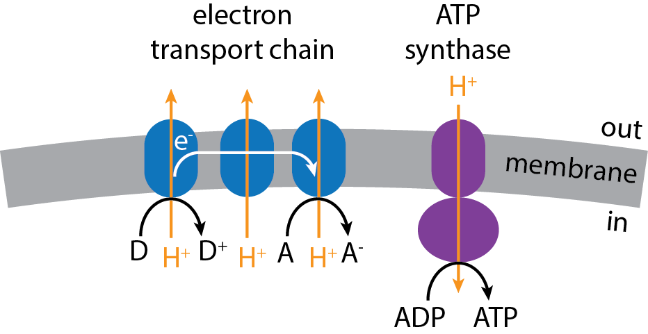 Diagram showing a generalized model of the electron transport chain.