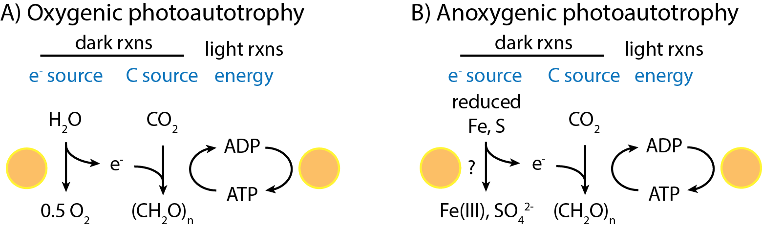 Summary of light and dark reactions (rxns) used by (A) oxygenic and (B) anoxygenic photoautotrophs. The question mark next to the sun in (B) indicates that only some anoxygenic phototrophs use oxygen in their dark reactions. Biomass is represented by the general formula for a carbohydrate ((CH2O)n). This figure is based on Figure 17.2 of Madigan et al. (2003).