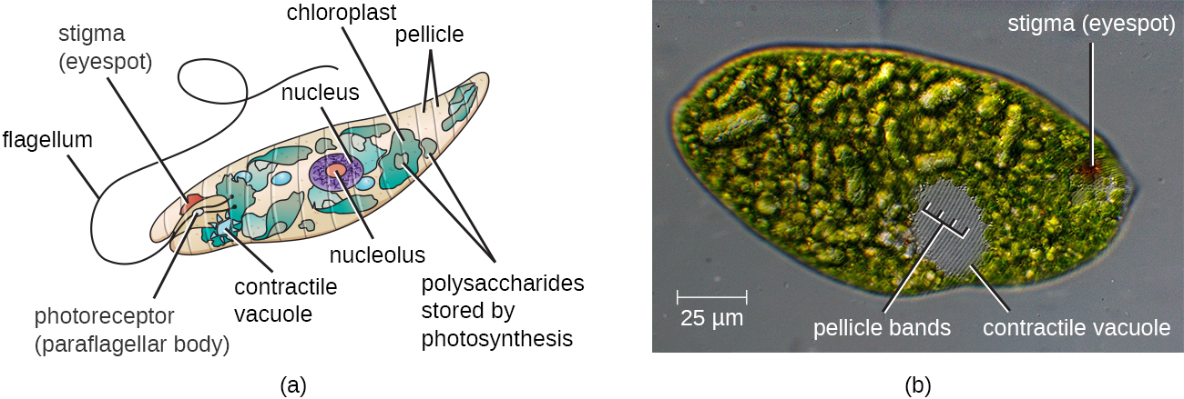 What characteristic of the pellicle makes euglena different from true plants?