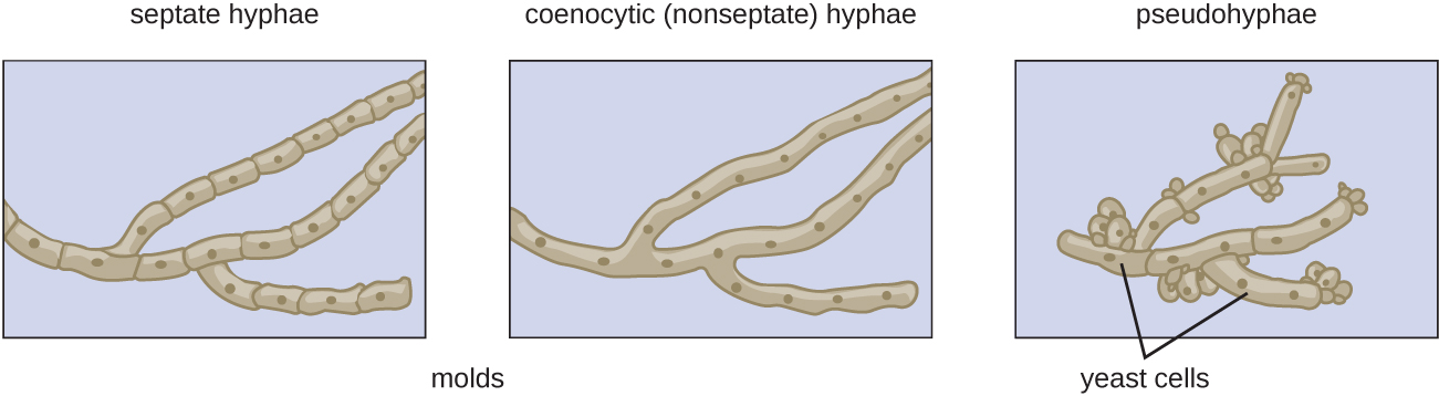 Molds can have septate hyphae - long strands with cell walls separating the nuclei. Or they can have coenocytic (nonseptate) hyphae - long strands with no cell wall separating the nuclei. Or they can have pseudohyphae which look like chains of cells with small clusters at intervals