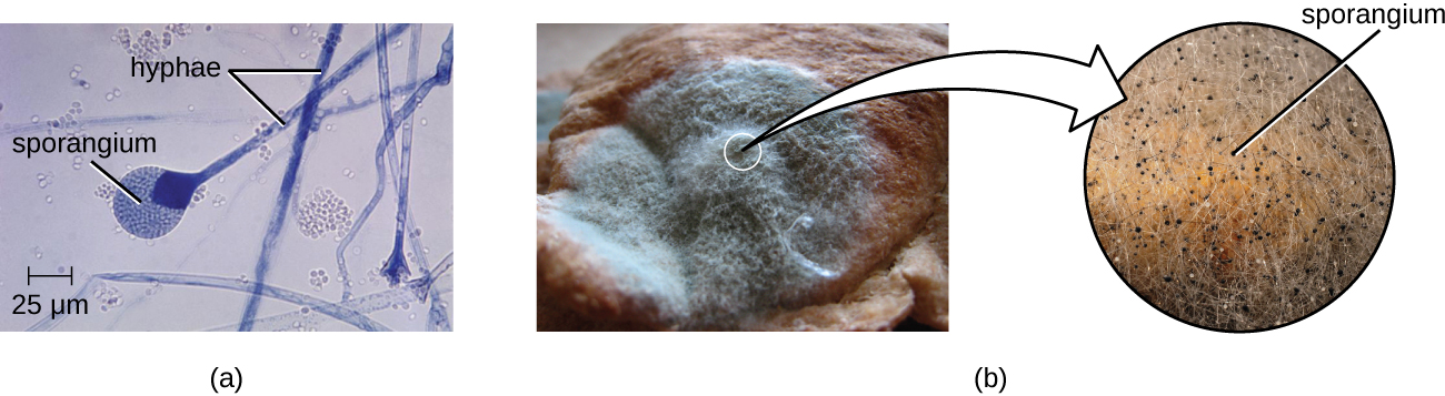 a) A micrograph of long strands labeled hyphae and a sphere (labeled sporangium) on the end of one of the long strands. B) A photograph of bread mold. The white fuzz has black dots labeled sporangia.
