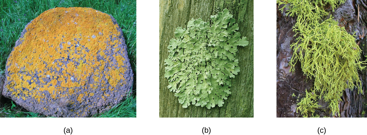 Photographs of lichen. A) is red-orange spots on a rock. B) is green leaf-like structures on a tree. C) is green hair-like structures on a tree.
