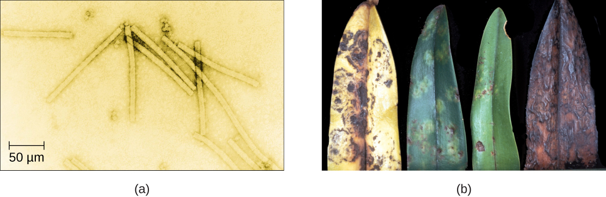 Figure a is an electron micrograph showing long rod shaped viruses. Figure B shows four diseased plant leaves. The leaves are yellowing, mottled, and dying.